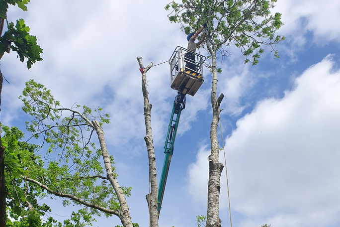 Tree surgery