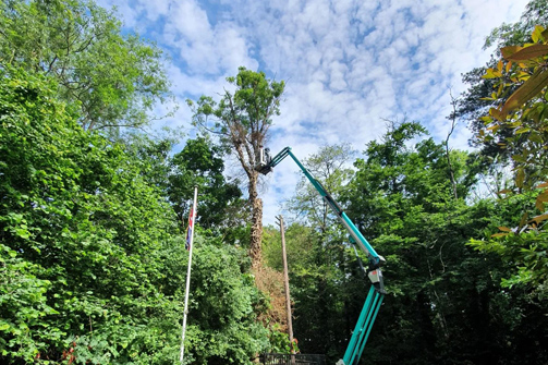 Ash tree removal, Sidcup