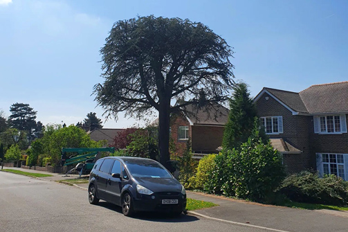 Cedar reduction - Reigate, Surrey