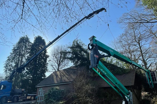Tree removal - Ockley, Surrey