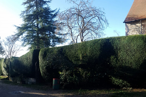 Hedge cutting