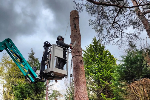 tree removal